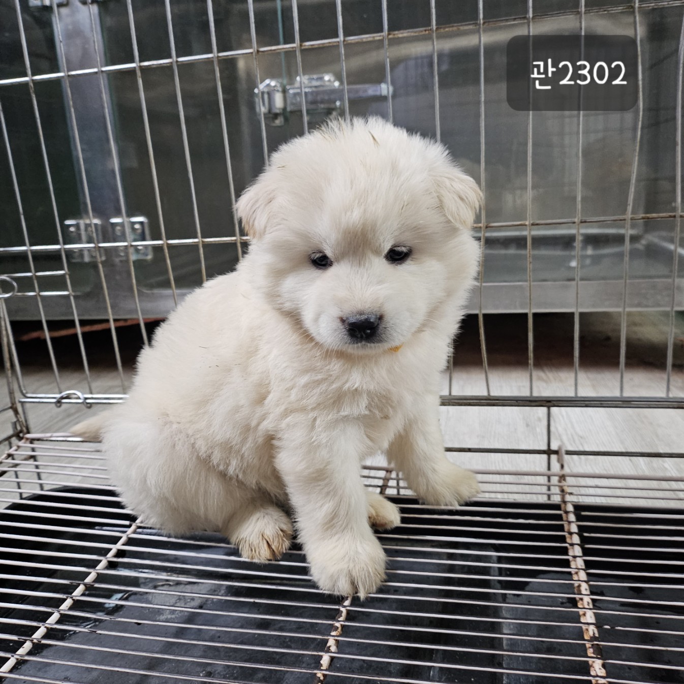 종료(입양) 믹스견…